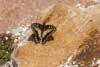 Corsicaanse koninginnenpage 2 (Papilio hospiton) 